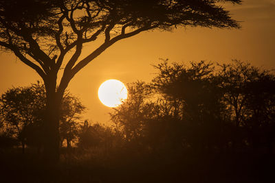 Silhouette trees against sky during sunset