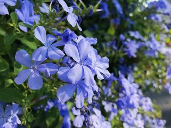 Close-up of purple flowering plants