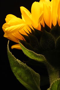 Close-up of sunflower blooming against black background