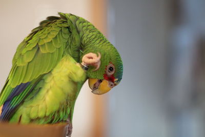 Close-up of parrot perching