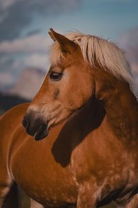 Close-up of horse