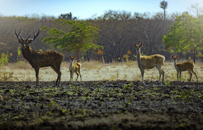 Horses standing in a field