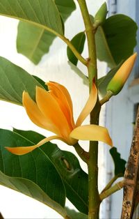 Close-up of flower blooming outdoors