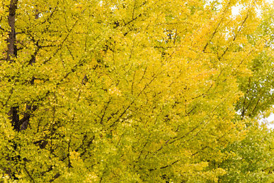 Full frame shot of yellow autumn tree