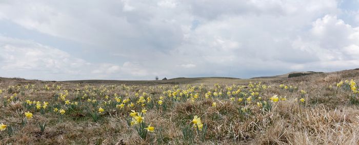 Scenic view of field against cloudy sky