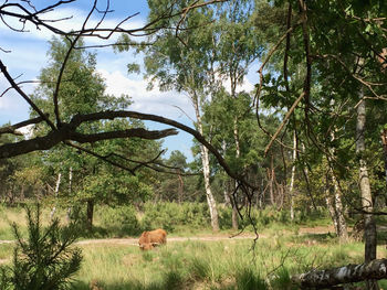 View of a tree in a field