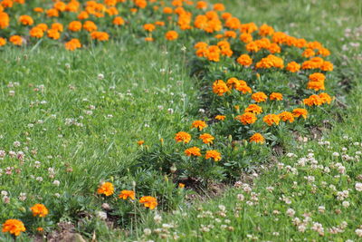 Orange poppy flowers blooming in field