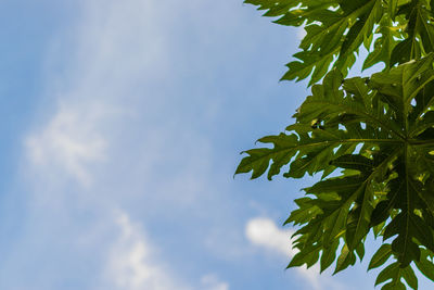 Low angle view of leaves against sky