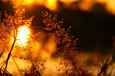 Close-up of tree against sky at night