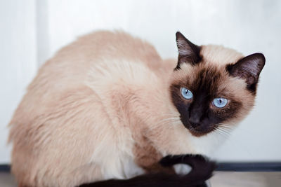 Close-up portrait of a cat