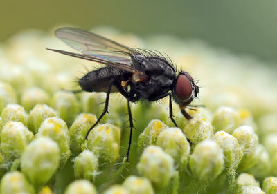 Close-up of insect on plant