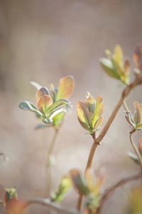 Close-up of flower bud