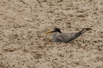 Close-up of seagull on sand
