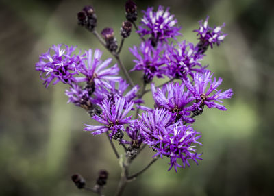 Close-up of purple flowers