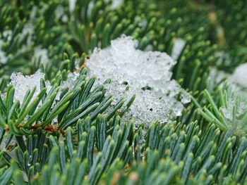 Close-up of frozen plant