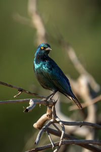 Close-up of bird perching on branch