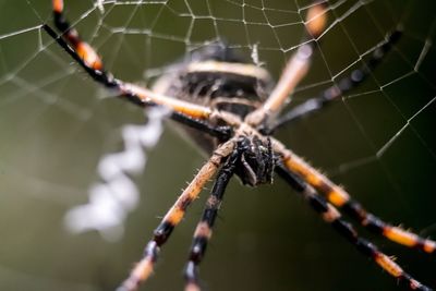 Close-up of spider on web