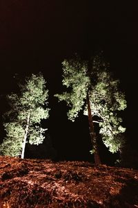 Illuminated christmas tree at night