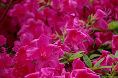 Close-up of pink flowers blooming outdoors