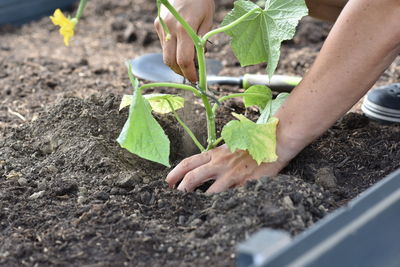 Plant hands earth cucumber tomatoes garden ecology bio