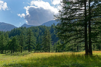 Pine trees on field against sky