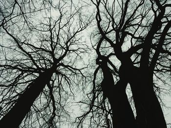 Low angle view of tree against sky