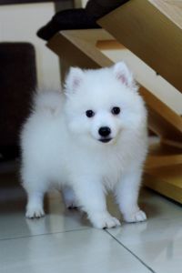 Portrait of white dog sitting at home