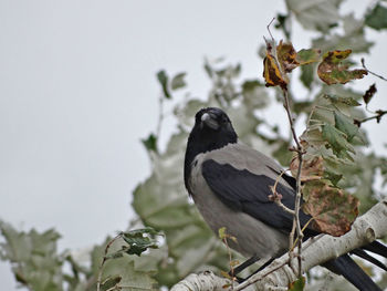 Low angle view of bird perching on tree