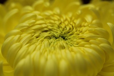 Close-up of yellow flowering plant