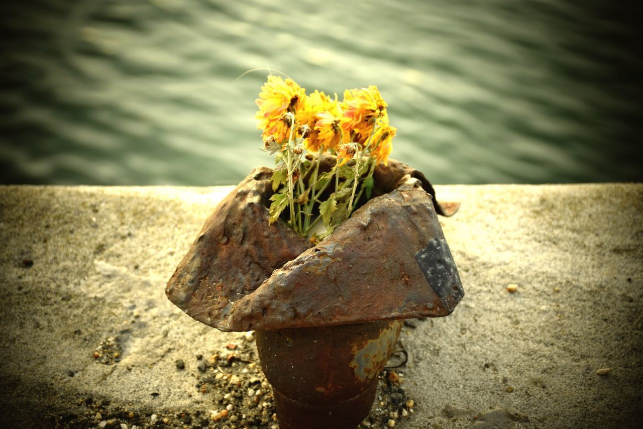 water, nature, yellow, flower, close-up, beauty in nature, tranquility, sea, focus on foreground, plant, outdoors, beach, no people, day, rock - object, high angle view, fragility, lake, sunlight, petal