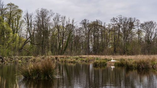 Scenic view of lake in forest against sky