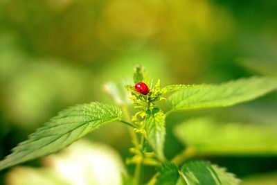 Close-up of insect on plant