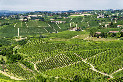 High angle view of vineyard against sky