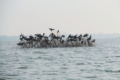 View of birds in sea against clear sky