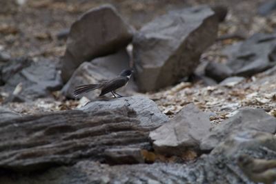 Close-up of bird perching on rock