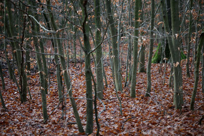 View of trees in forest