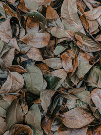 Full frame shot of dry leaves on land