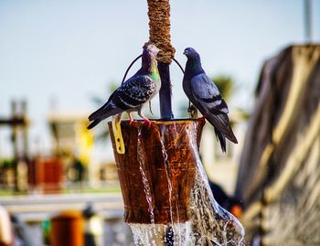 Close-up of birds perching on wooden post