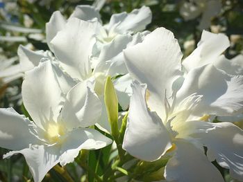 Close-up of white flowers blooming outdoors