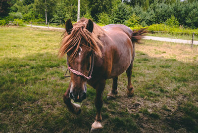 Horse standing on field