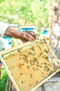 Close-up of bee on hand