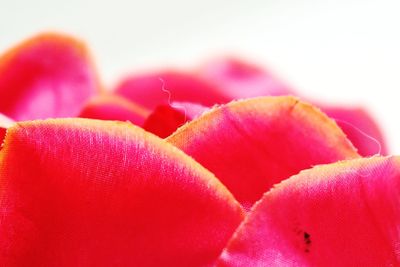 Close-up of pink roses