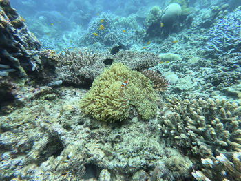 View of coral in sea