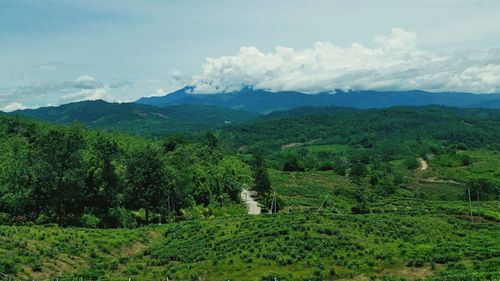 Scenic view of field against sky