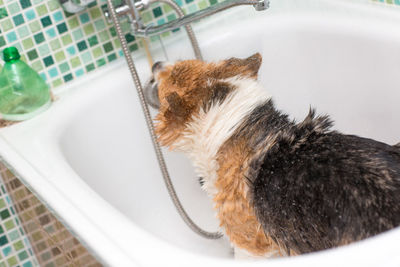 High angle view of cat in bathroom