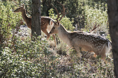 Deer in a forest