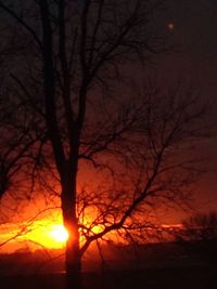 Silhouette of trees at sunset