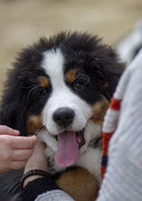 Midsection of person holding dog