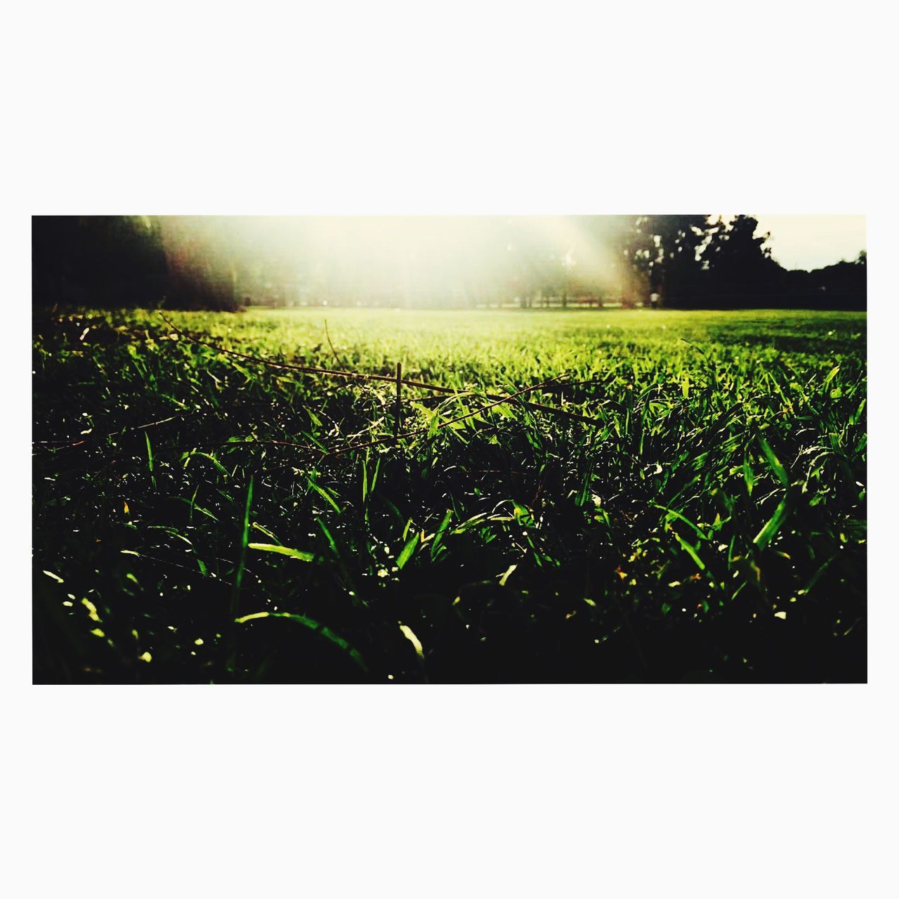 field, agriculture, rural scene, growth, landscape, transfer print, farm, grass, nature, plant, beauty in nature, tranquil scene, auto post production filter, tranquility, crop, green color, clear sky, sun, sunlight, sky