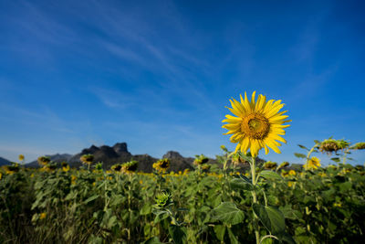 Close-up of yellow flowering plant on field against sky